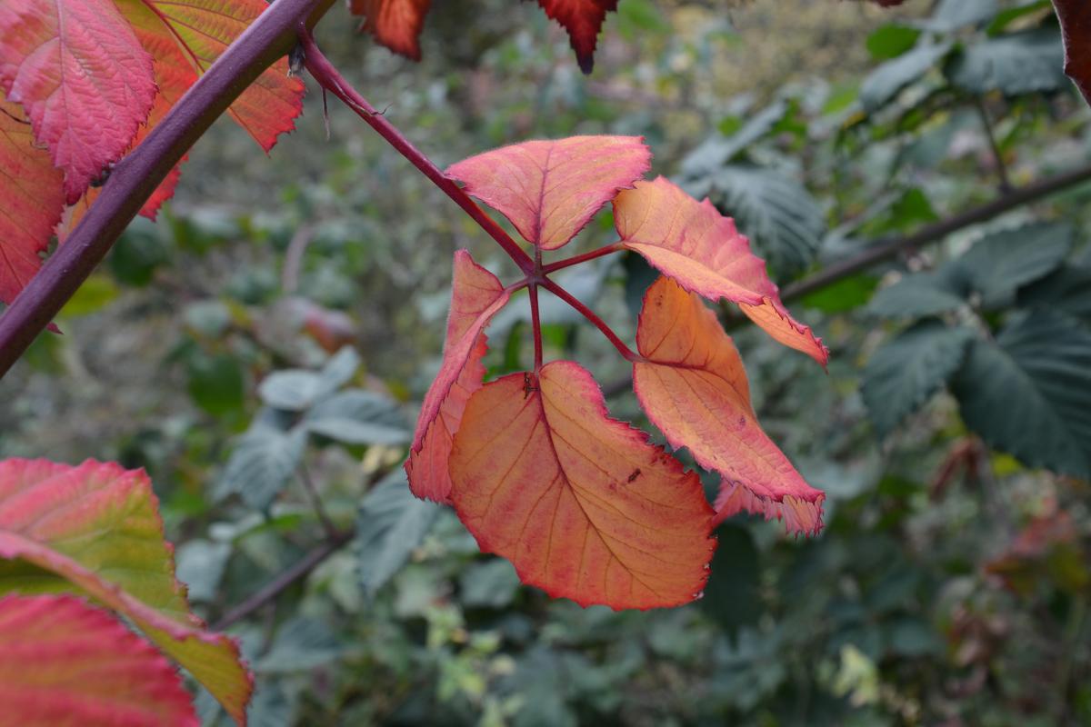 Zunerhof 17.10.2018